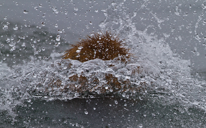 Grizzly Bear Diving For Salmon